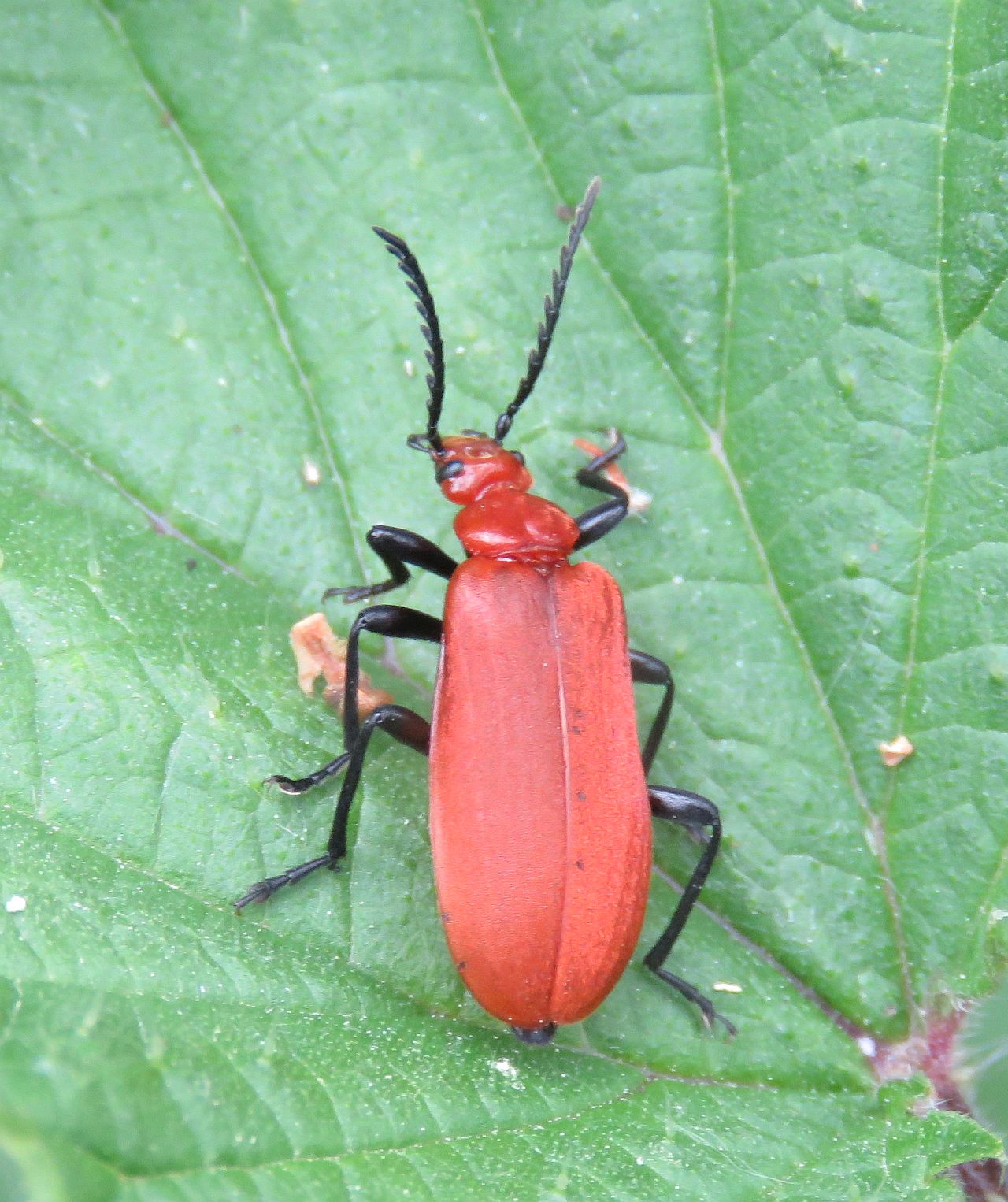  Red-headed Cardinal Beetle 